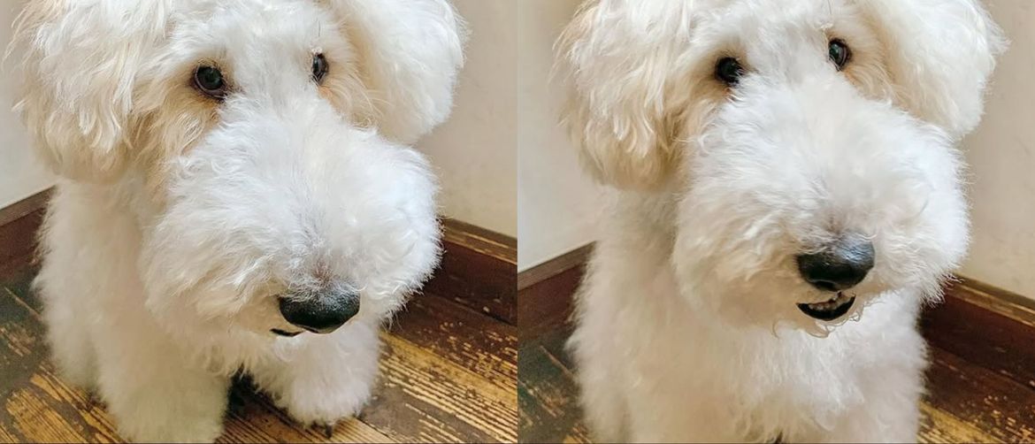 This Terrier Looks Like a Popular Cartoon Character and Fans Can’t Get Enough of His Charming Look