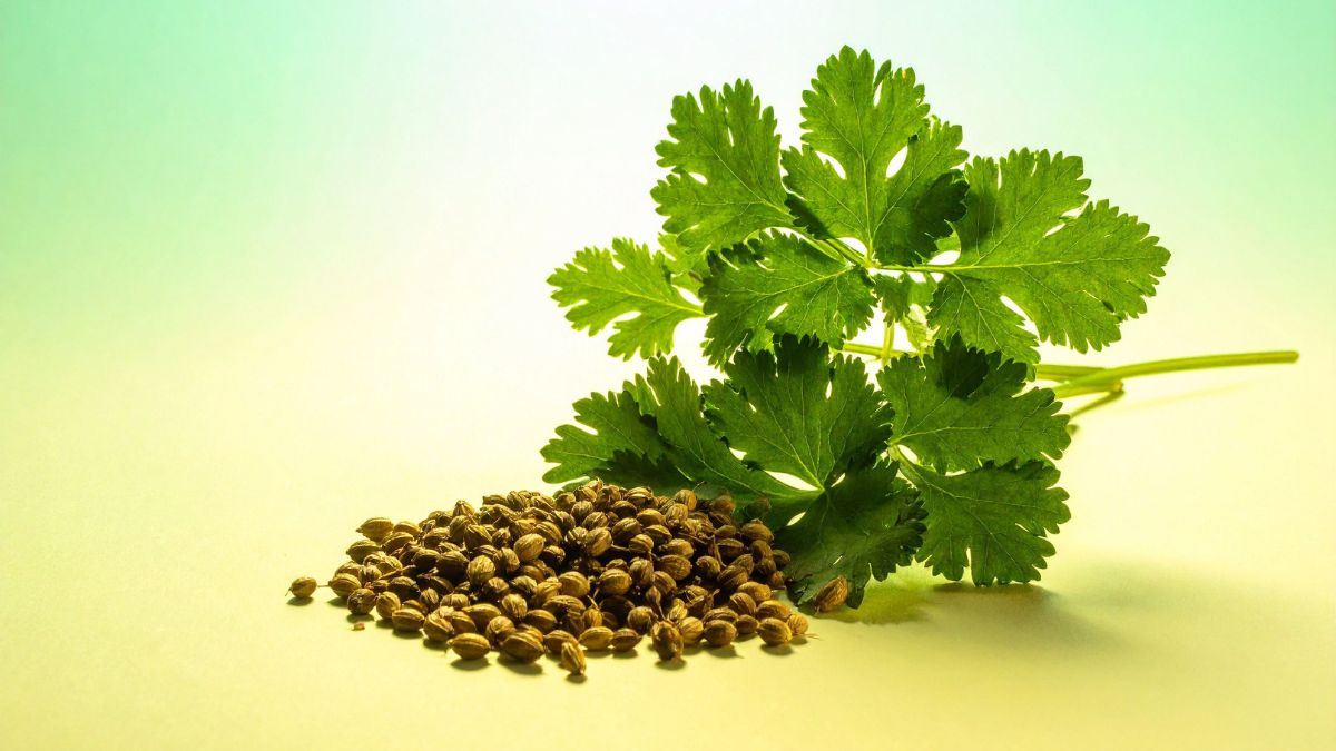 Coriander Spice That Helps Lower Cholesterol and Blood Pressure