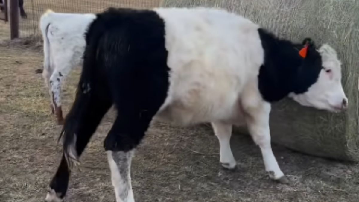 Playful Cow Maisy Nearly Destroys Fence with Hay Bale and Goes Viral