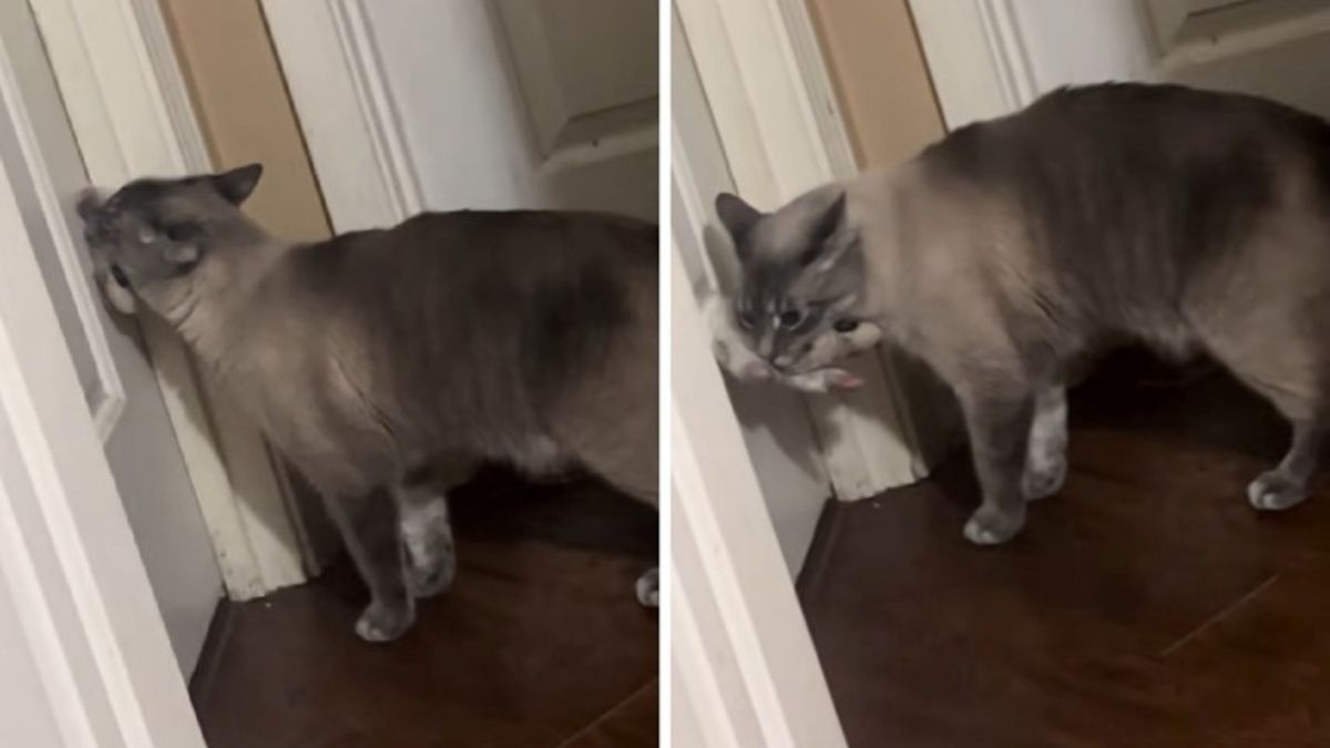A Cat Owner Was Moved to Tears After Discovering Her Cat’s Heartbreaking Nightly Ritual