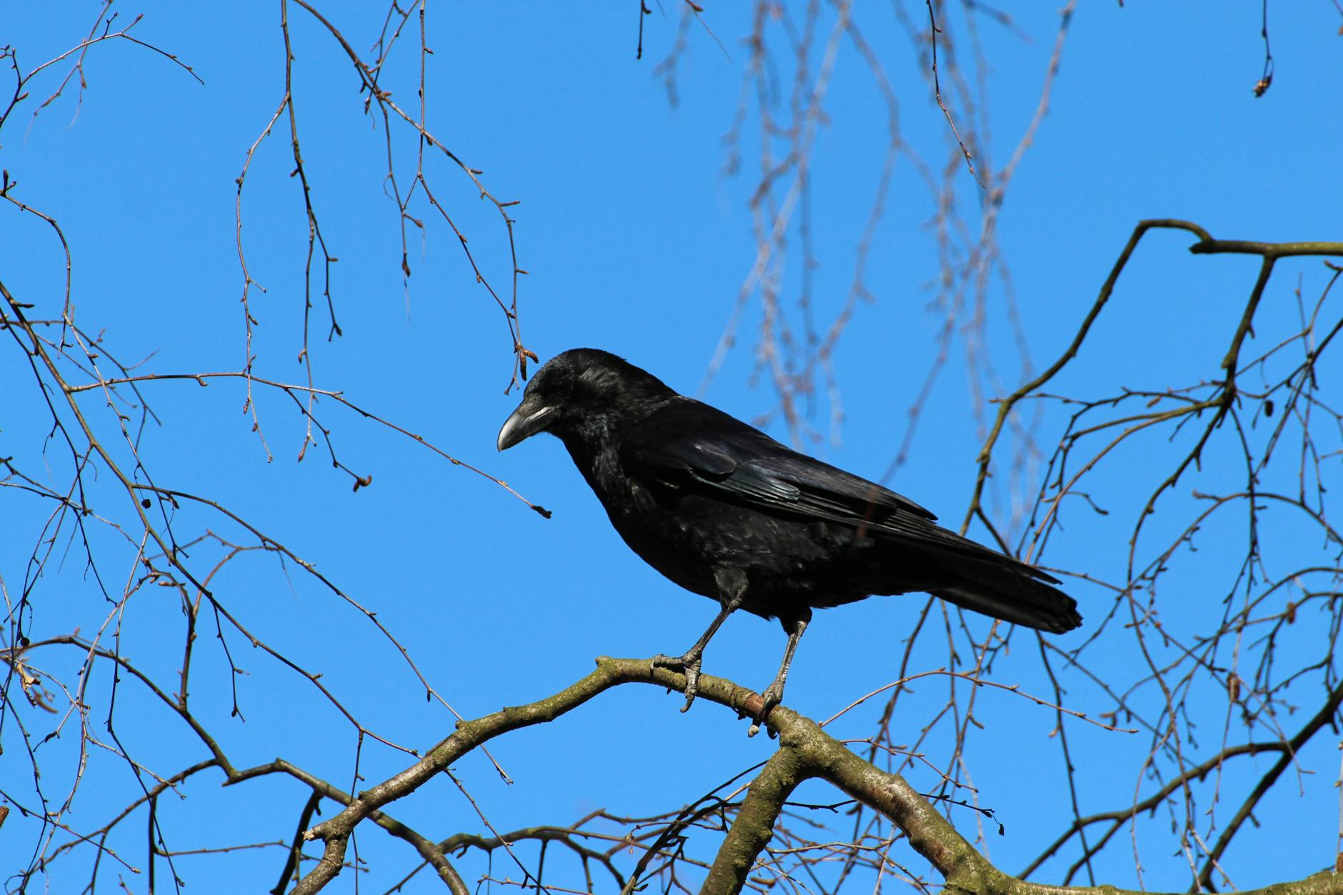 Common Raven Animal