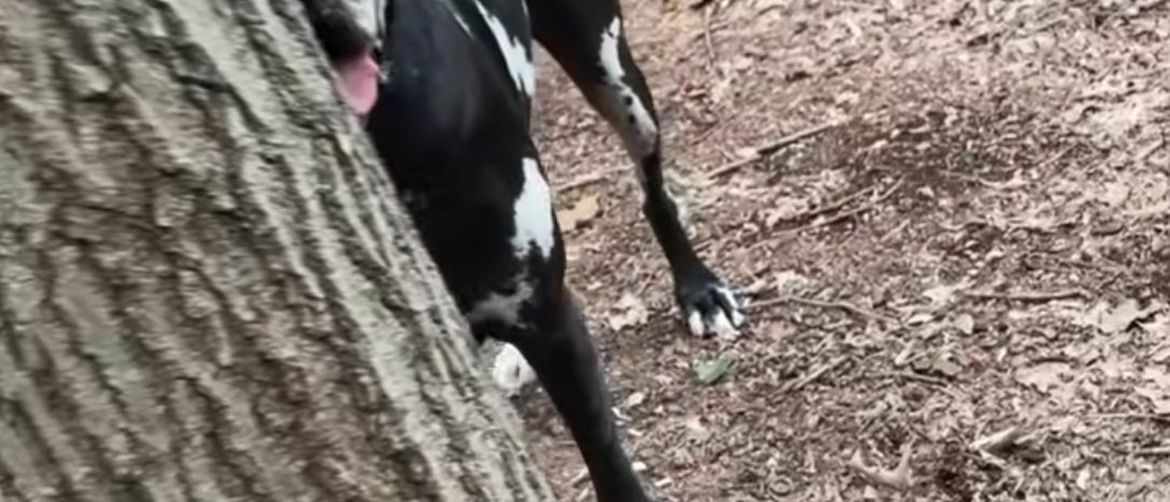 A Giant Great Dane Playing Hide and Seek in the Forest Became an Unexpected Internet Hit