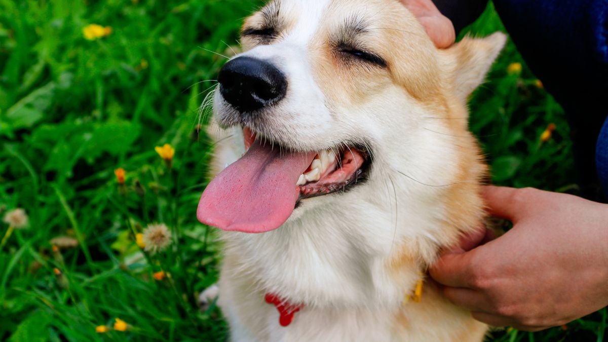 Bizarre Things Your Dog Does When They Think You Aren’t Looking