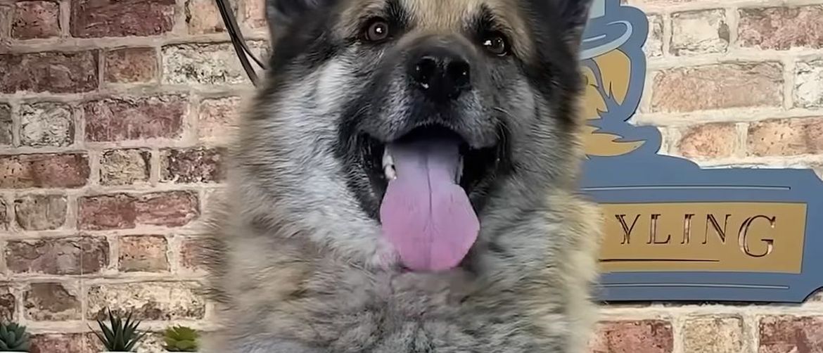 What a Mess! They Took the Dog to the Grooming Salon, No One Expected This Kind of Chaos