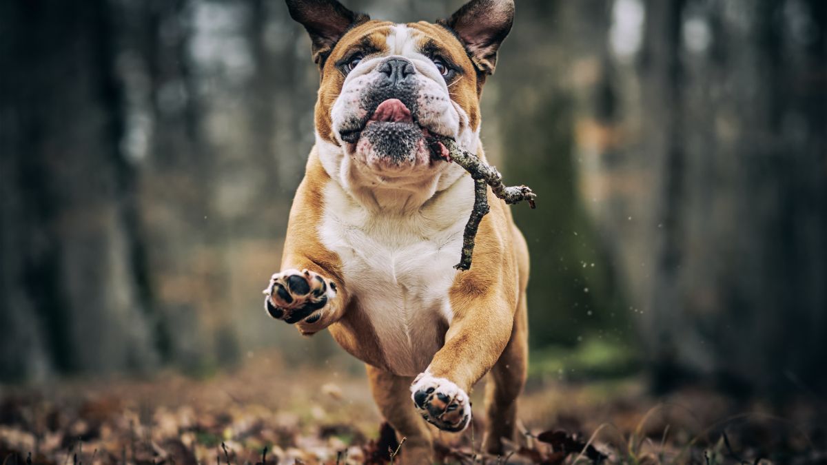 Everyday Habits That Are Making Your Dog Highly Anxious