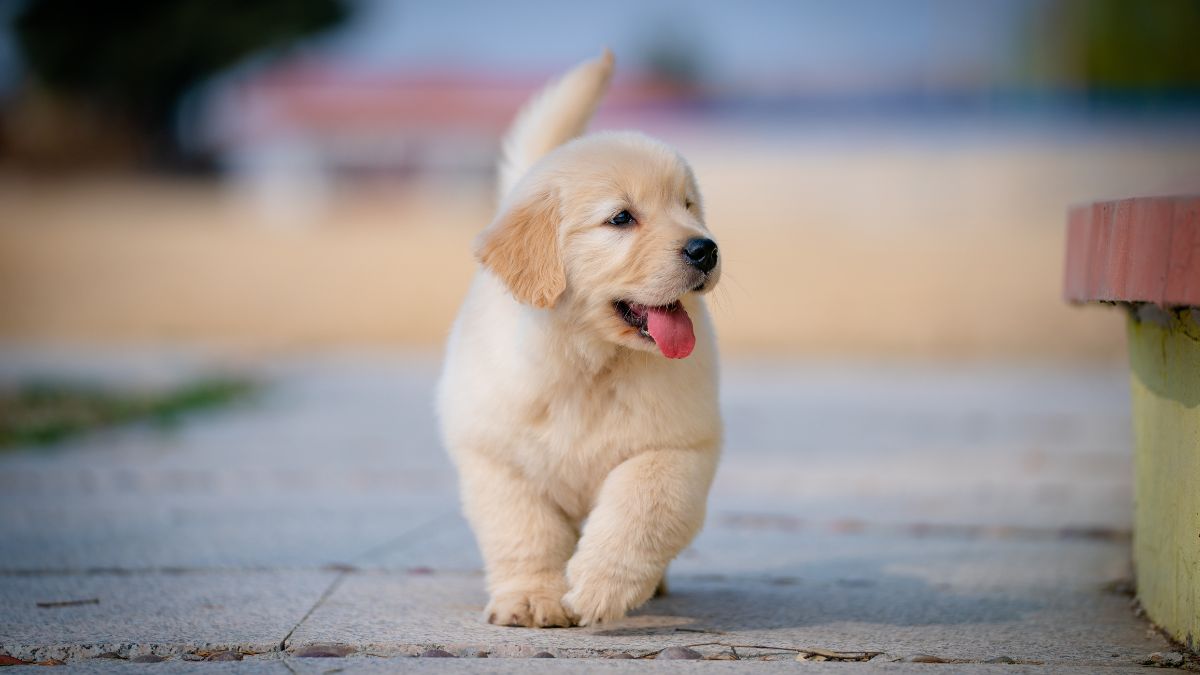 What to Do If Your Dog Eats Chocolate