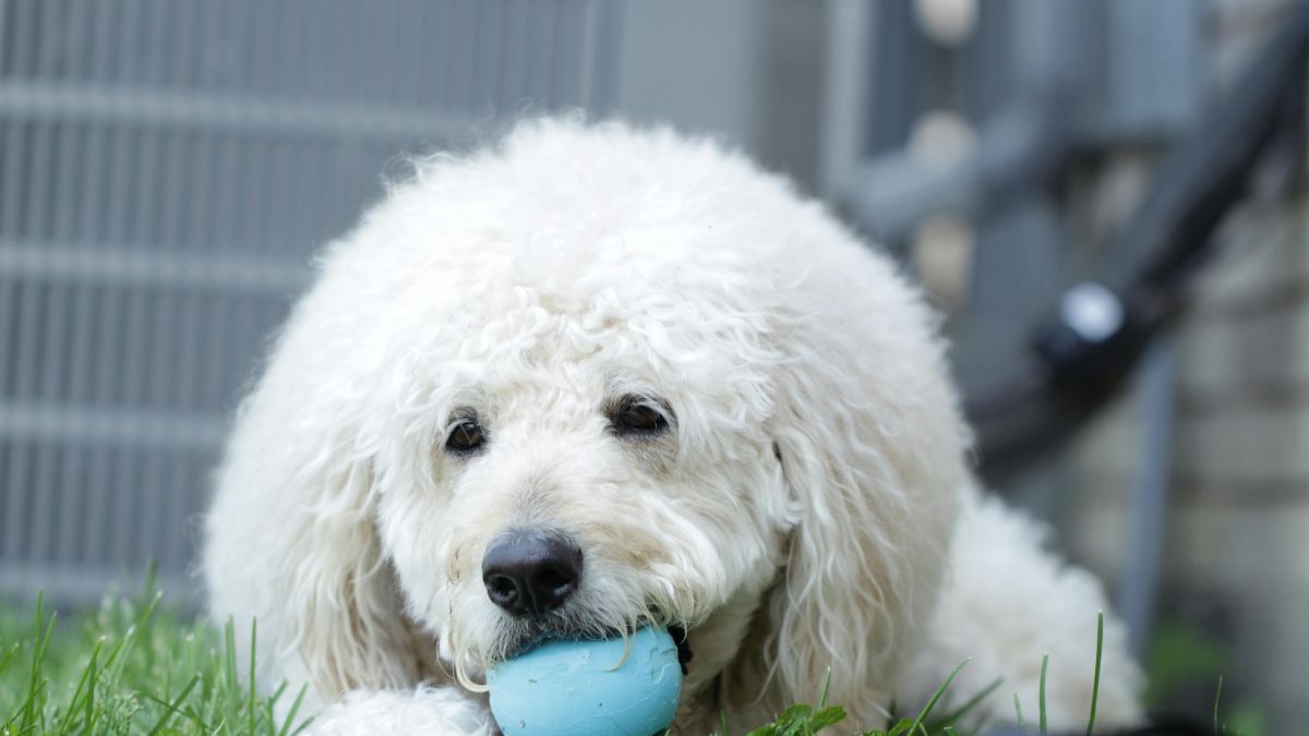 She Posted a Hilarious Video of Her Playful Dog Who Always Picks the Worst Time to Play