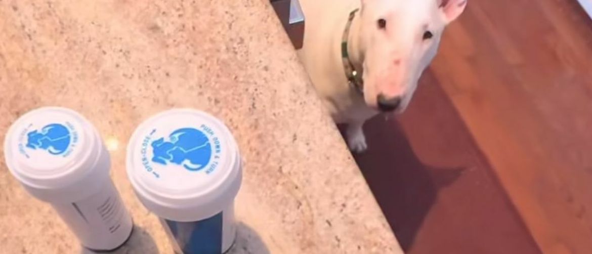 The Hilarious Trick That Delights Dog Owners, Does It Work on Your Pet Too?