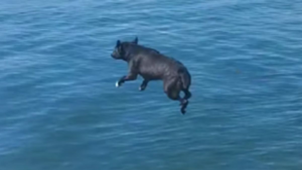 These Dogs Surprised Their Owners With Incredible Maneuvers