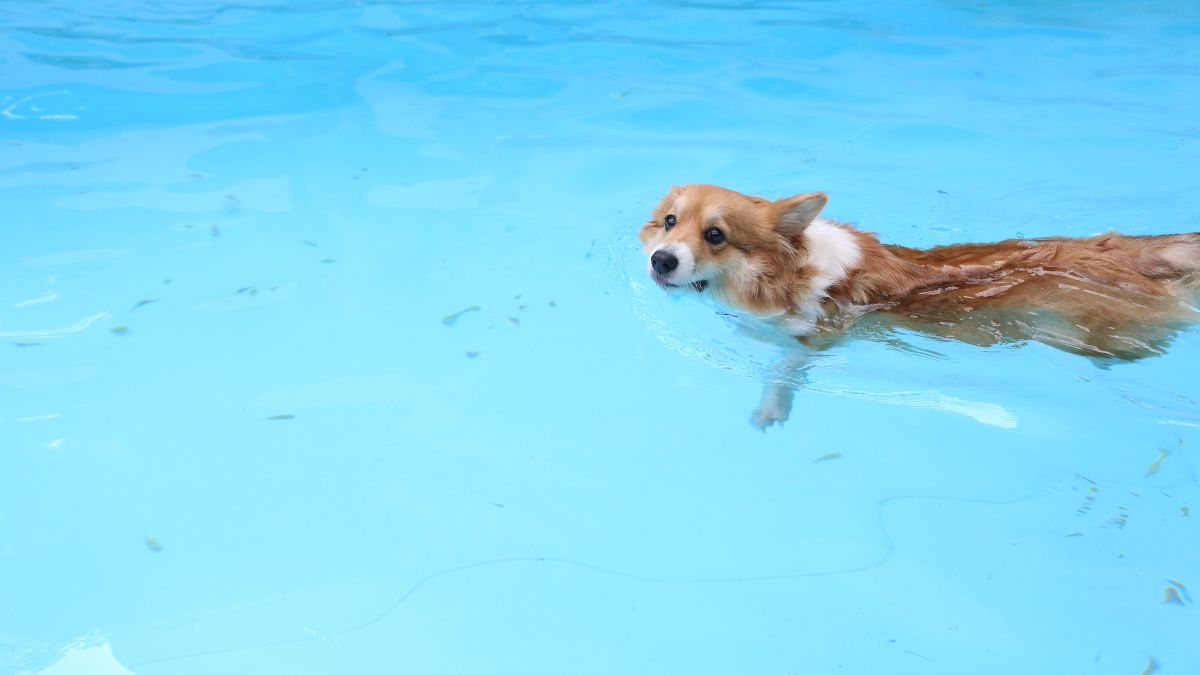 Milan Now Has a Swimming Pool Exclusively for Dogs and It Is Absolutely Real