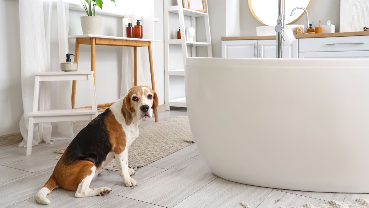 Here Is Why You Should Never Flush Dog or Cat Waste Down the Toilet