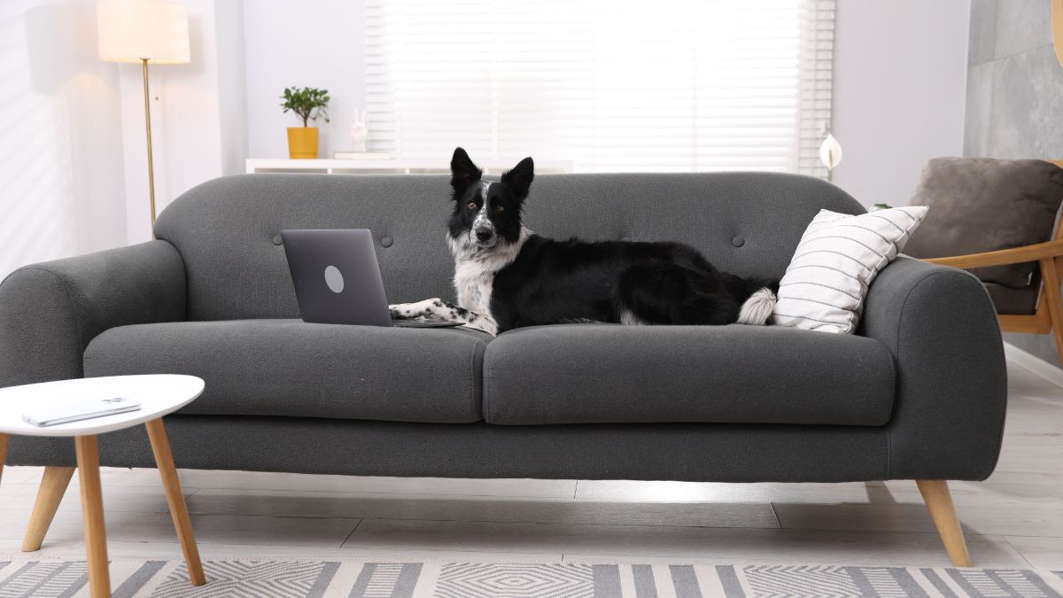 Dog Owners Debate Allowing Pets on the Couch Trainer Shares Key Rules