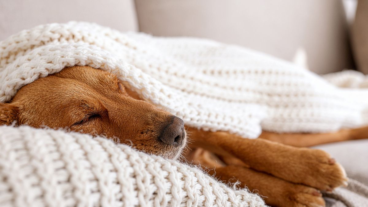 Subtle Signs of Pain in Dogs You Should Never Ignore