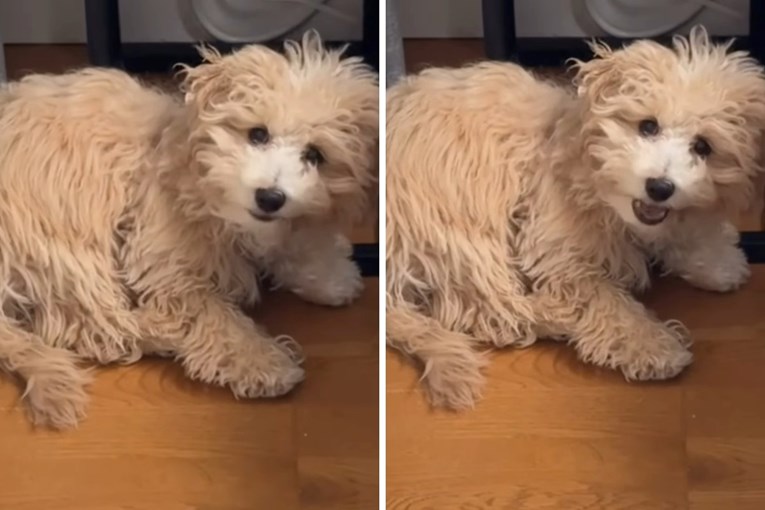 Dog Owner Notices Her Puppy Is Quieter Than Usual and Then Discovers What He Is Doing
