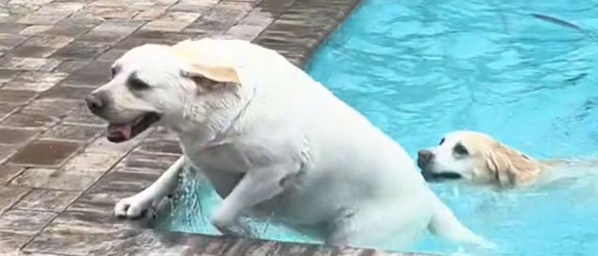 Playful Dog Causes Chaos by Ignoring Owner’s Commands but Delights Online Viewers