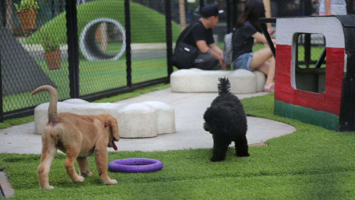 Disgusting Things Dog Owners Do at the Park That Put Everyone Else at Risk