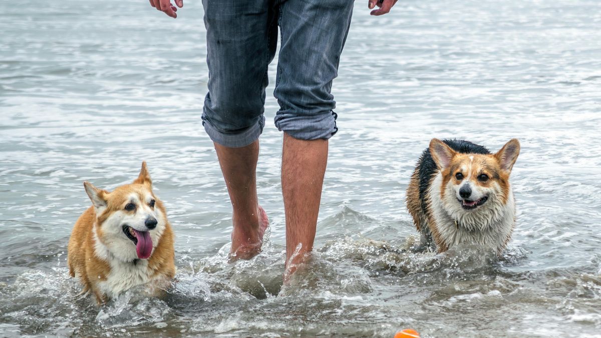 How Do Dogs Influence Our Lifespan?