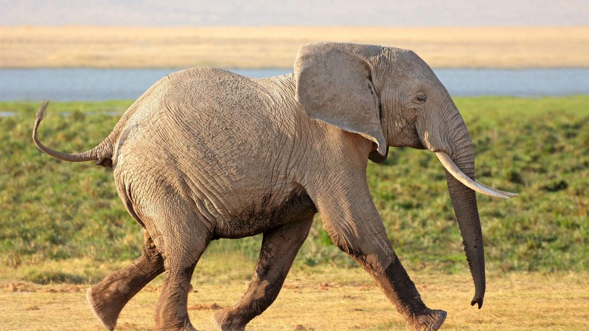 An Elephant Named Biang Lek Crashed a Michelin-Recognized Restaurant in Thailand