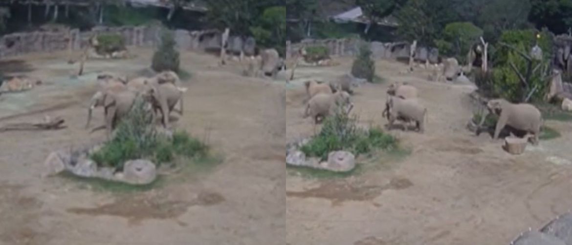 Elephants at the Zoo Instinctively Form Protective Circle During Earthquake