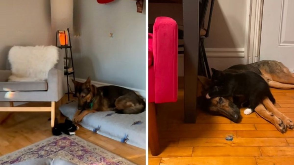 A German Shepherd Meets a Kitten for the First Time and His Reaction Is Everything