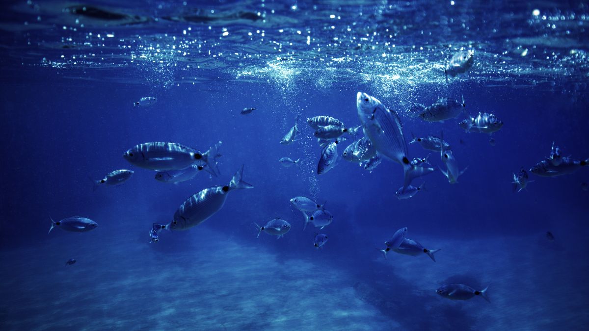 Microplastics Found in Nearly One-Third of Fish from Remote Pacific Islands