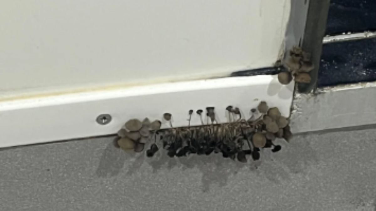 Student Discovers What Is Growing Out of the Wall in His Dorm Bathroom and Shares Alarming Photos