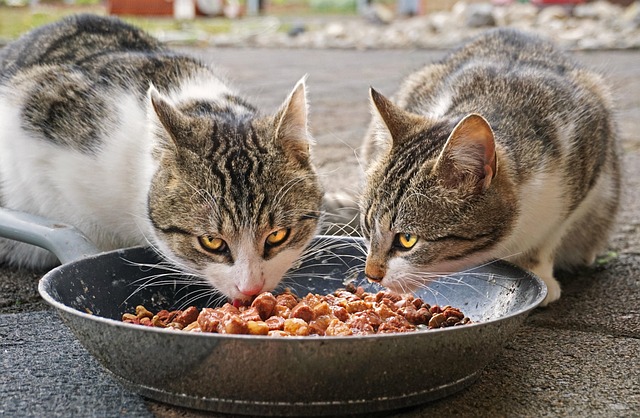 Outdoor Pet Food
