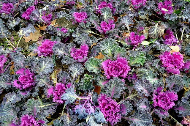Ornamental Kale Garden