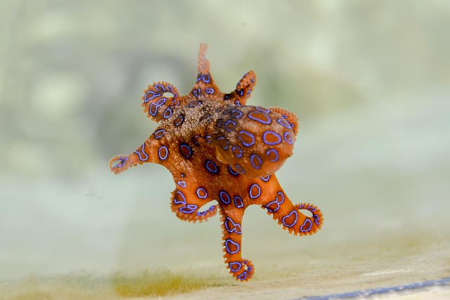 Blue-Ringed Octopus Animal