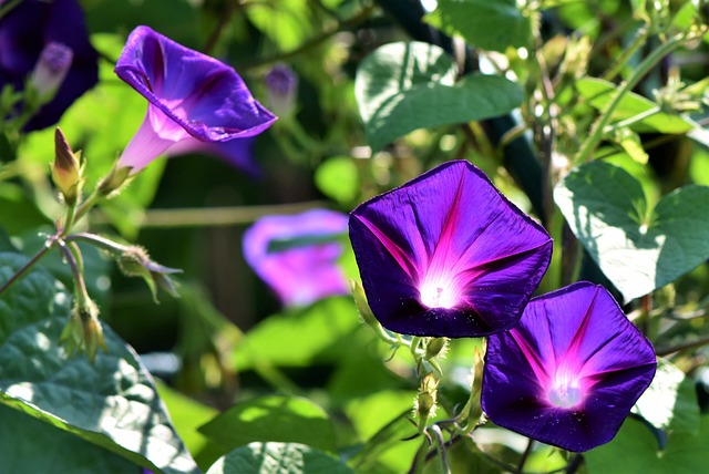 Morning Glory Garden