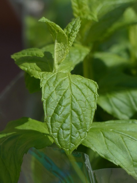 mint plant