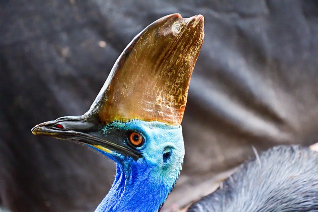 Cassowary Animal