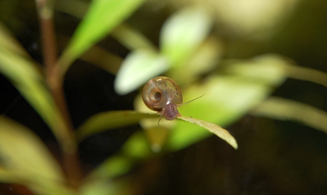 Freshwater Snail Animal