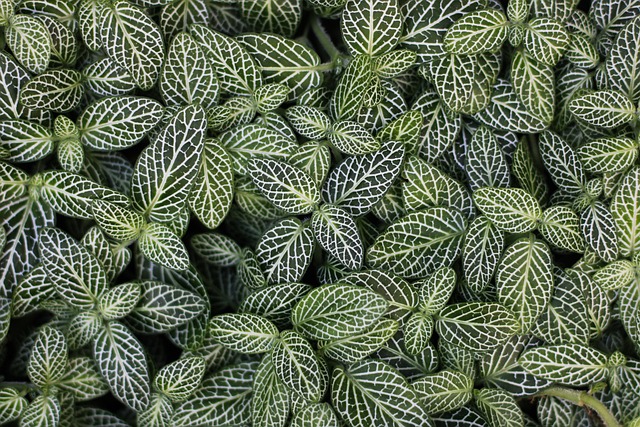 Leaf Surface Houseplants