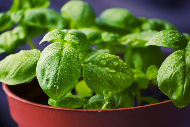 Basil Food