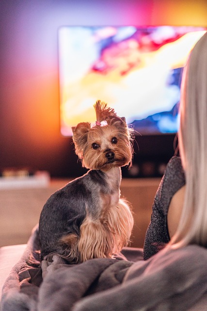 Watching TV Dog
