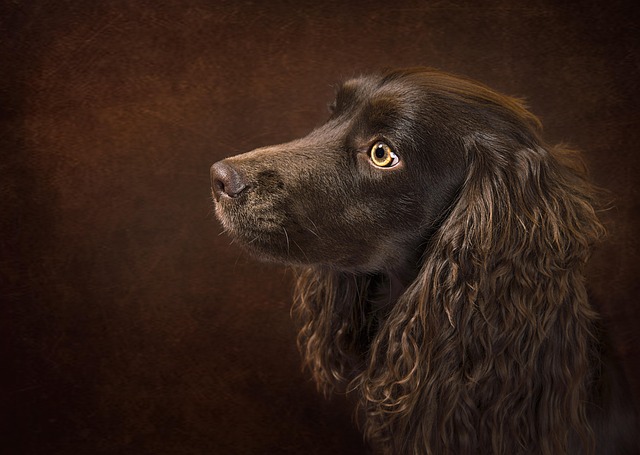 Boykin Spaniel Dog Breed