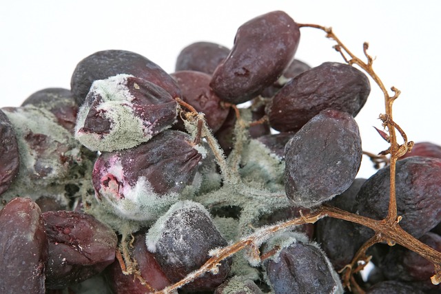 Moldy Fruit Close-up