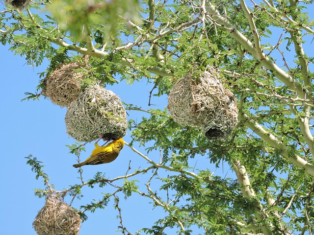 Bird Nests National Park