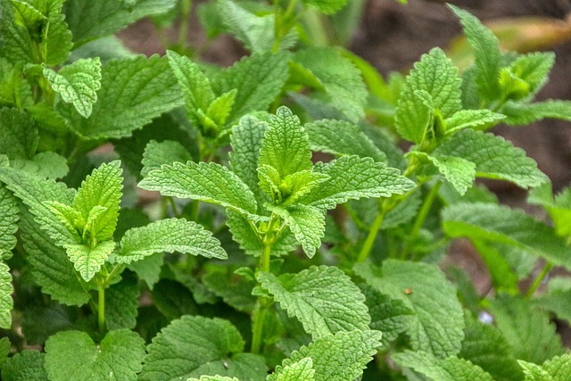 Lemon Balm Food