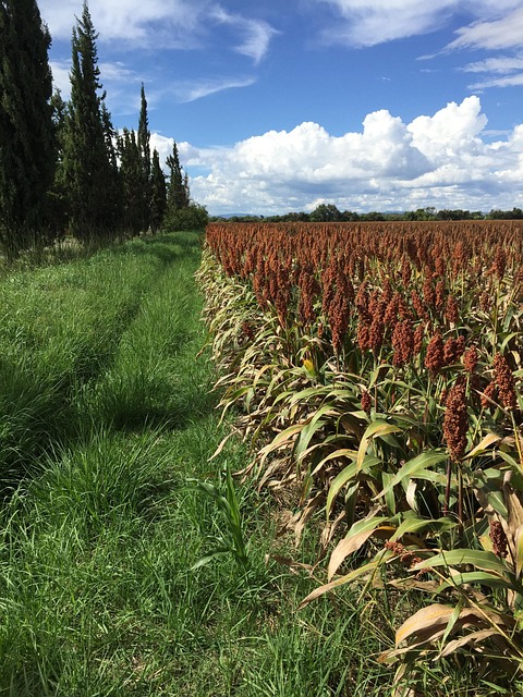 Sorghum Garden