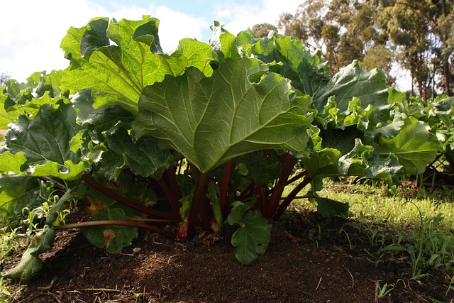 Rhubarb Leaves Ingredients