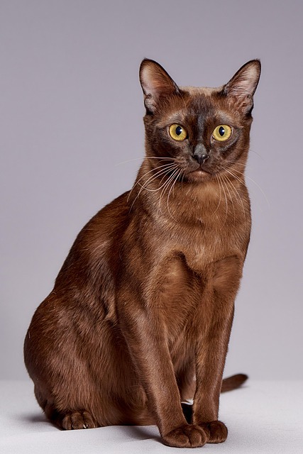 Burmese Cat Breed