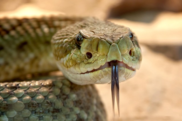 Indian Saw-Scaled Viper Animal