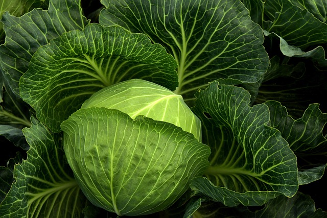 Cabbage Plant