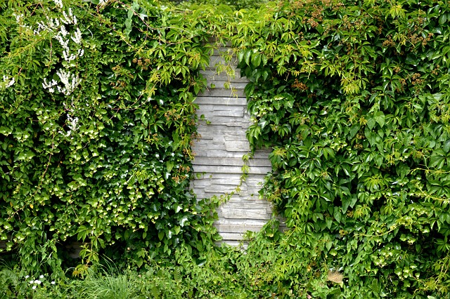 Overgrown Hedges