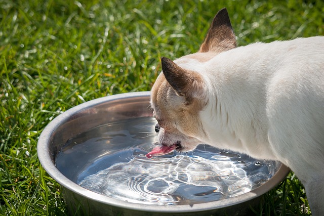 Water Bowl Dog
