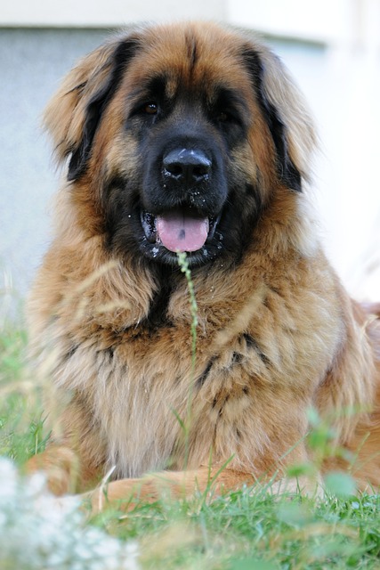 Leonberger Dog Breed