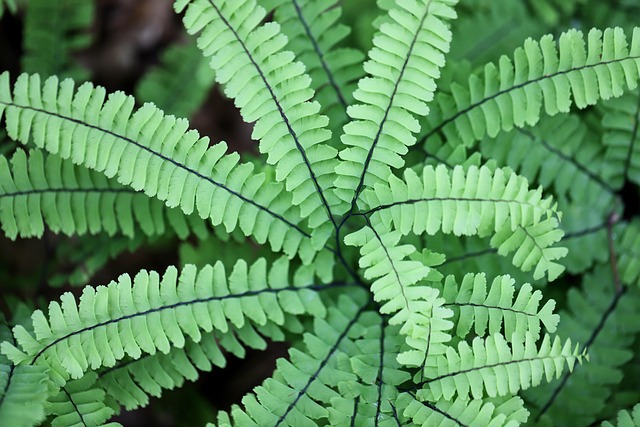 Maidenhair Fern Houseplant