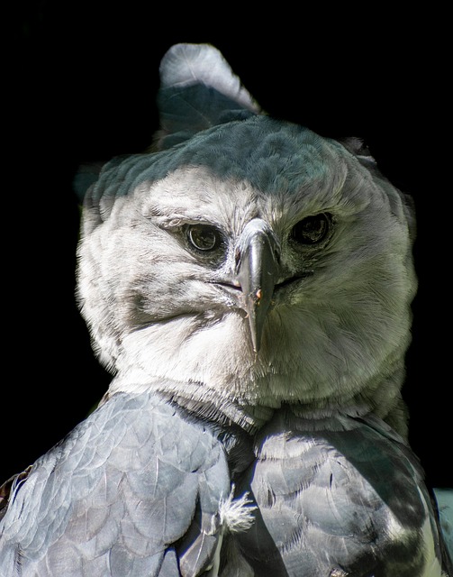 Harpy Eagle Predator